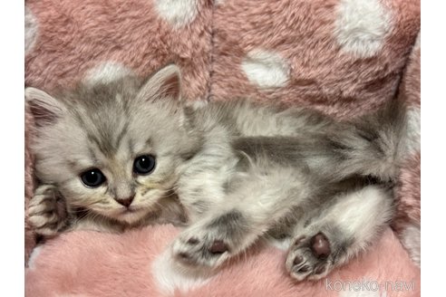成約済の三重県のサイベリアン-101359の3枚目